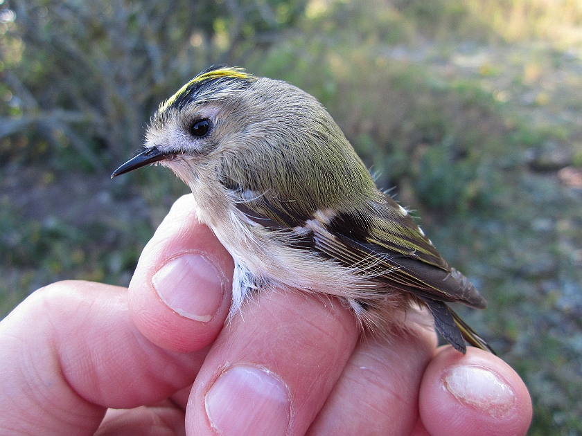 Goldcrest, Sundre 20120829